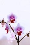 pic for pink orchids 
